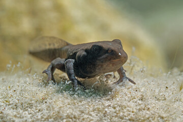 Toad tadpole, Erdkröten Kaulquappe (Bufo bufo) 
