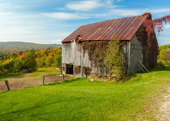 Fototapeta na wymiar An ivy coverd barn in fall color and trees showing autumn leaves near Watervill, Vermont
