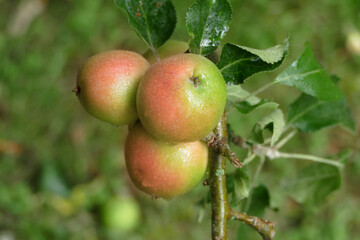 Ripening Apples on Tree