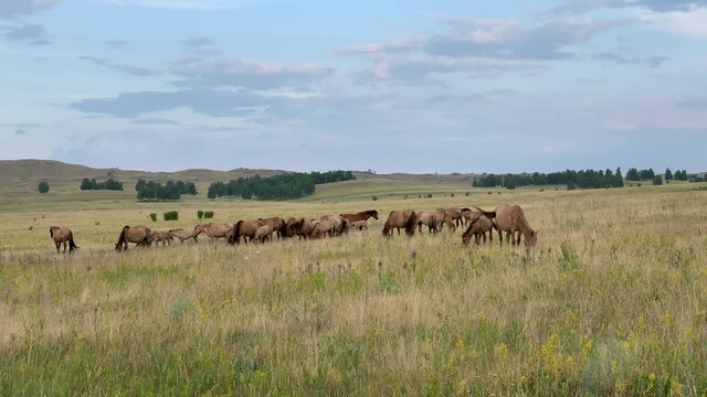 Beautiful summer landscape. Horses grazing in a meadow