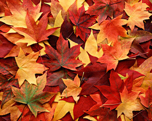 Fototapeta premium Autumn leaves