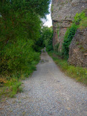 path in the forest