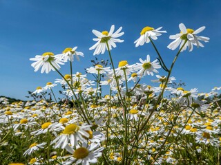 daisies blowing in the breeze