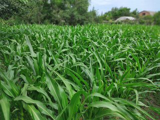 Young corn seedlings on a collective farm field
