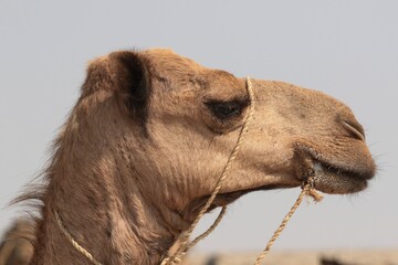 Camel, Danakil depression. North Ethiopia. Africa

