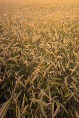 Rye field in sunlight. June background.