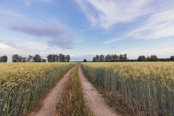 Rural road through the rye field.