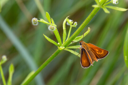 Macrophotographie de papillon - Hesp&eacute;rie du chiendent - Thymelicus acteon