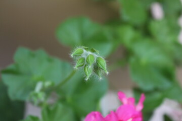 Бутоны пеларгонии