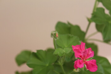 Куст пеларгонии