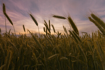 Ripening rye ears silhouettes on field in front of sunset sky. June background.