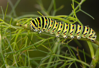 Macrophotographie de chenille -  Machaon - Papilio machaon