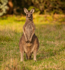 Portrait Of Kangaroo Standing On Field