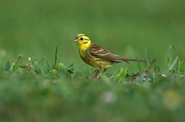 Yellowhammer male with the last lights of the evening