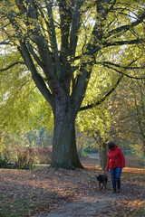 Obraz premium Frau mit Hund im Wald