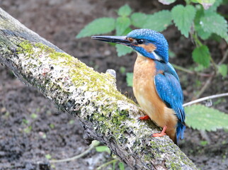 bird, eisvogel, wild lebende tiere, natur, tier, blau, ast, wild, bunt, schnabel, bird, orange, bienenfresser, green, gemein, farbe, angeln, fluss, bunt, feather, fisch