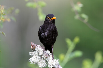 Common blackbird early morning