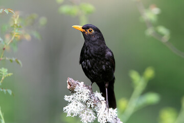 Common blackbird early morning