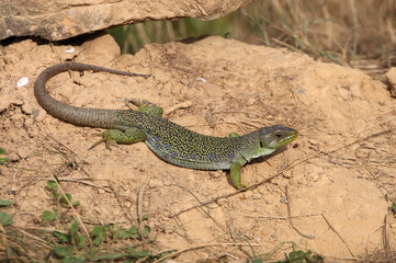 Ocellated lizard in their breeding territory, Timon lepidus