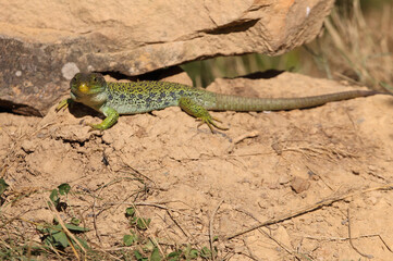 Ocellated lizard in their breeding territory, Timon lepidus
