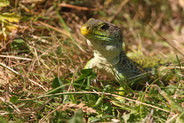 Ocellated lizard in their breeding territory, Timon lepidus