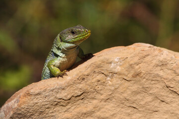 Naklejka na ściany i meble Ocellated lizard in their breeding territory, Timon lepidus