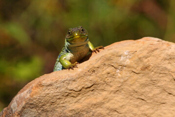 Ocellated lizard in their breeding territory, Timon lepidus