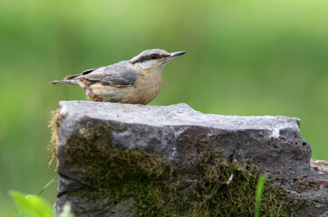 Eurasian nuthatch with the last lights of day in a riverside forest
