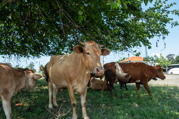 Fototapeta premium Portrait of a cow in the pasture. Animal head close up. Flies sit on their faces and bite a cow. Ears tag on rabies vaccinations.