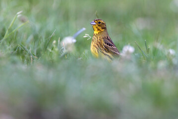 Female Cirl bunting eating in a meadow with the first lights of dawn