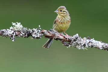 Cirl bunting female with the last lights of the evening