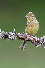 Cirl bunting female with the last lights of the evening