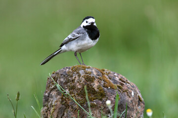 White wagtail with the first light of day