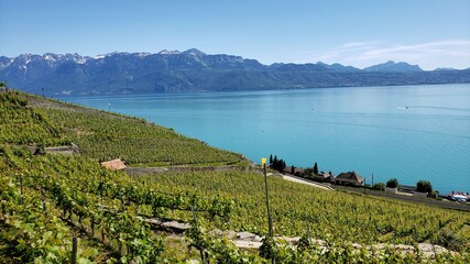 Lavaux Lake and Vineyard countryside