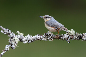 Eurasian nuthatch with the last lights of day in a riverside forest