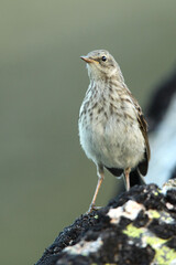 Water pipit with the first light of day