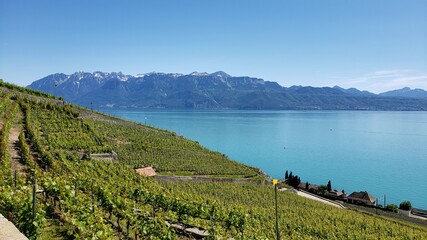 Naklejka premium Lavaux Lake and Vineyard countryside