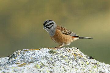 Rock bunting with the last lights of the evening