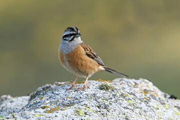 Rock bunting with the last lights of the evening