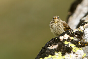 Water pipit with the first light of day