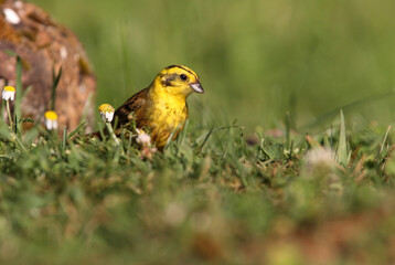 Yellowhammer male with the last lights of the evening