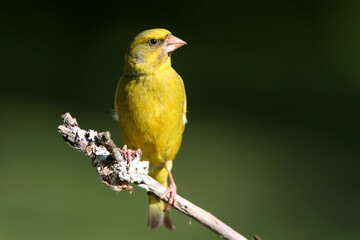 European greenfinch male with the last lights of the evening