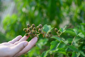 Man Picking Ripe blackberries