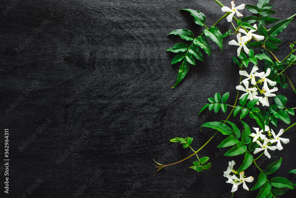 Wall mural jasmine vines and flowers on black background