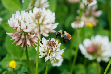 ladybird on a flower