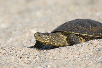 A tortoise crawls on the sand in the desert.