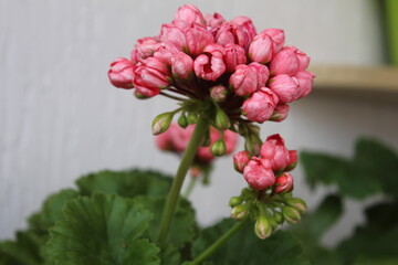 Тюльпановидная герань