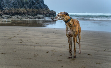 Haystack Rock