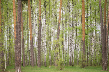 Fototapeta premium весенний лес, spring forest