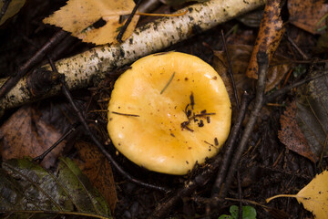 Сыроежка, Russule.